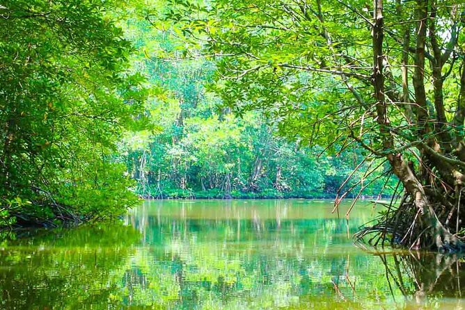 Can Gio Mangrove Forest 1 day tour - Key points before you go
