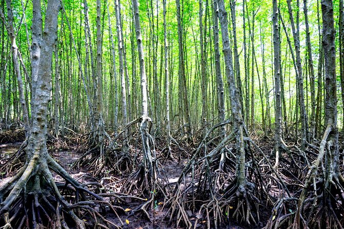 Can Gio Mangrove Forest 1 day tour - 30th April Beach: the calm ending after the jungle ride