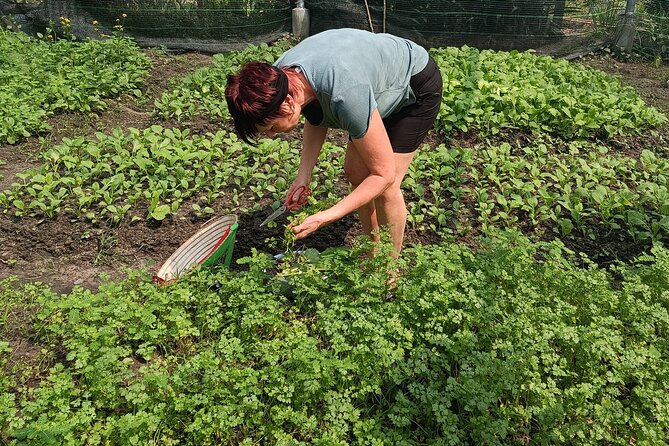 Exploring organic farm & Vietnamese Culinary with Master chef - Hotel pickup and the trip out to the organic farm