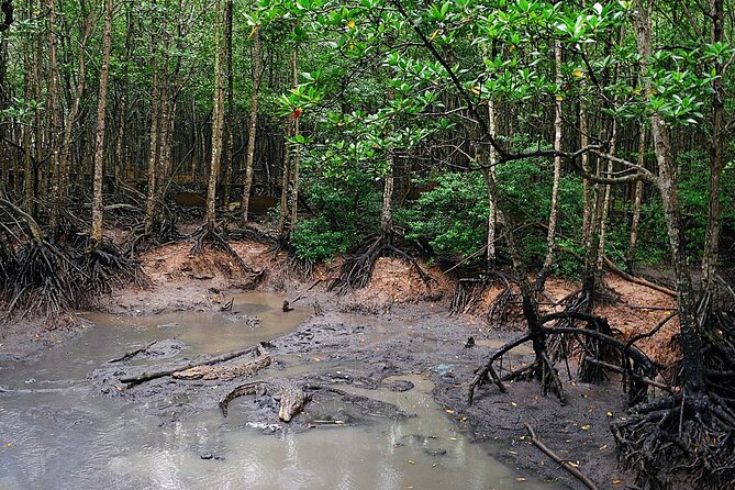 From Ho Chi Minh: Can Gio Trek – Monkey Island & Crocodile Farm - Rung Sac Military Base: The War Story Tied to This Terrain