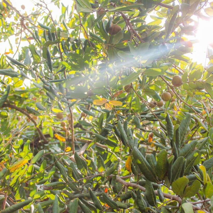 From Ho Chi Minh: Mekong Delta Small Group Day Trip - Lunch in an orchard garden: food, shade, and a short lesson