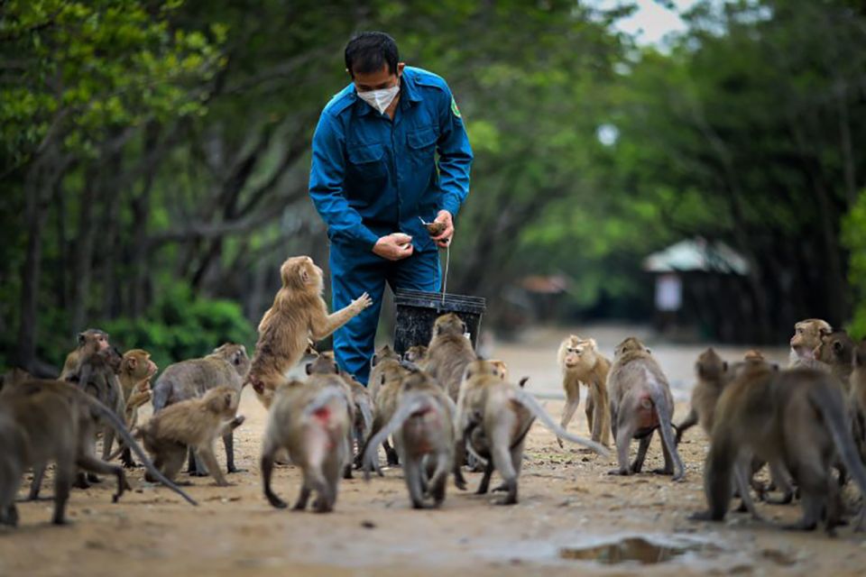 HCM:Can Gio Mangrove Forest Tour-Monkey Island - Crocodile farm stop: feeding sessions, close viewing, and limited action