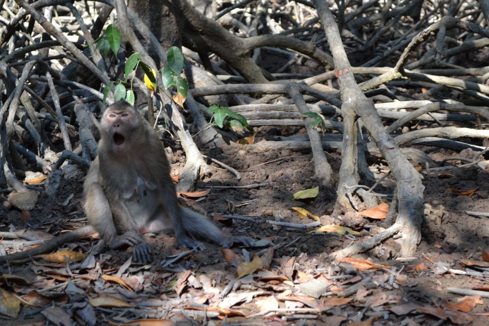 HCM:Can Gio Mangrove Forest Tour-Monkey Island - Cần Giờ mangrove biosphere: the speedboat ride, the walk, and the tide factor