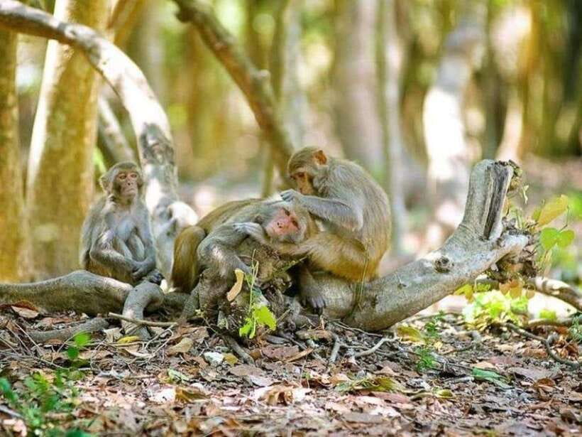Ho Chi Minh: Can Gio Mangrove and Monkey Island - Crocodile conservation and optional crocodile fishing